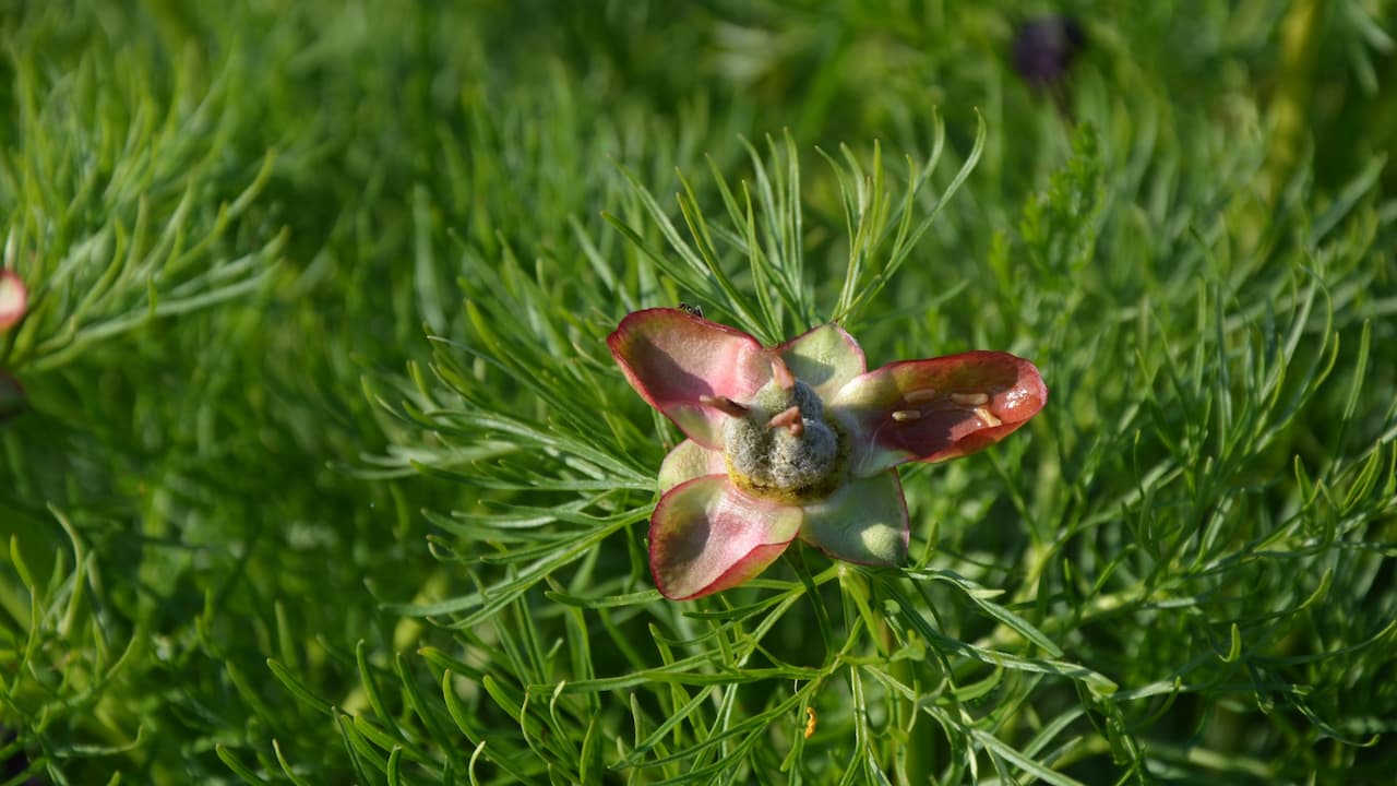 Single Paeonia tenuifolia (fernleaf peony) flower with deep pink and greenish petals, surrounded by finely divided feathery green foliage, captured in daylight