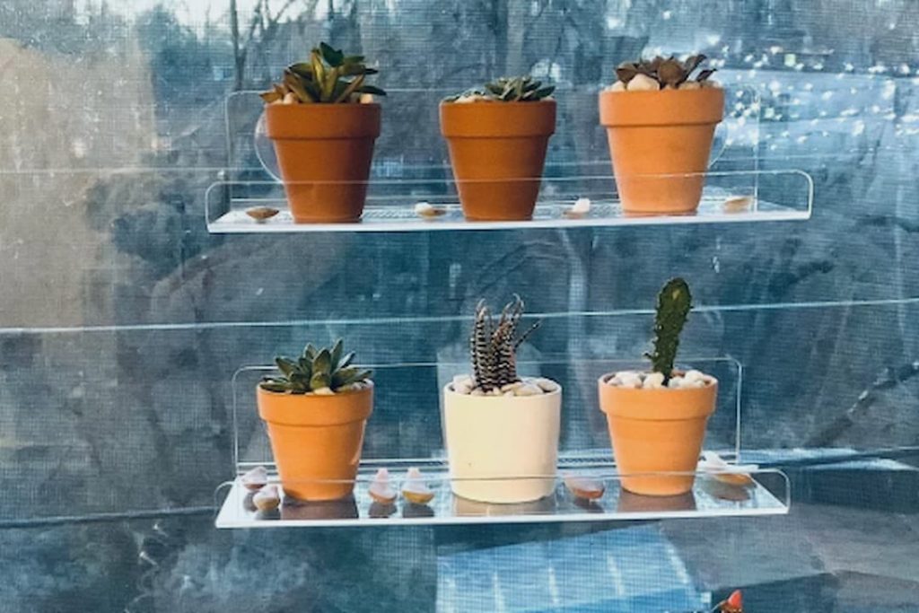 six small potted succulents and cacti on two clear window-mounted shelves, three terracotta pots on each level with one white pot in the center, pebbles placed around the plants