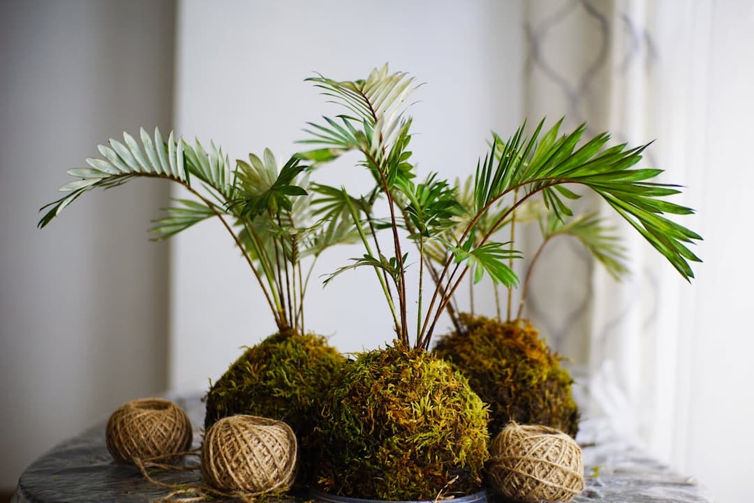 Indoor moss ball kokedama plants with palm-like leaves on a table, surrounded by natural jute twine balls, set against a soft white curtain background