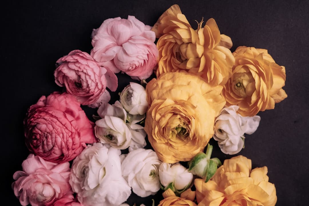 cluster of ranunculus flowers in soft pink, white, and golden yellow shades arranged against a dark background