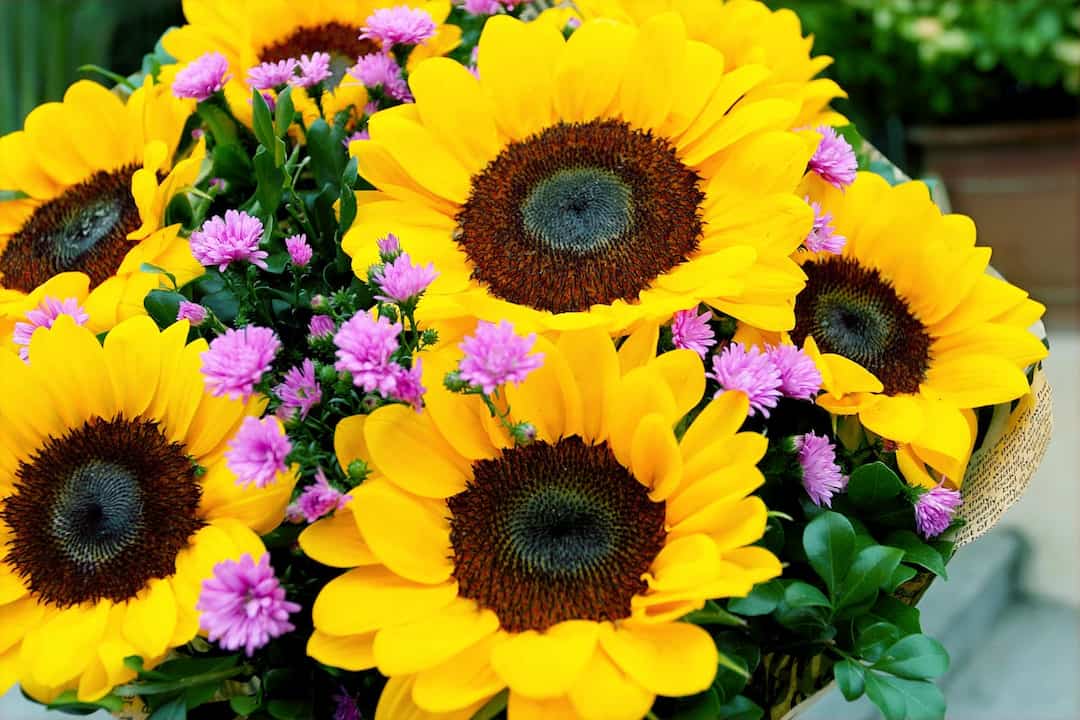 bouquet of bright yellow sunflowers with large dark centers, mixed with small pink asters and green foliage