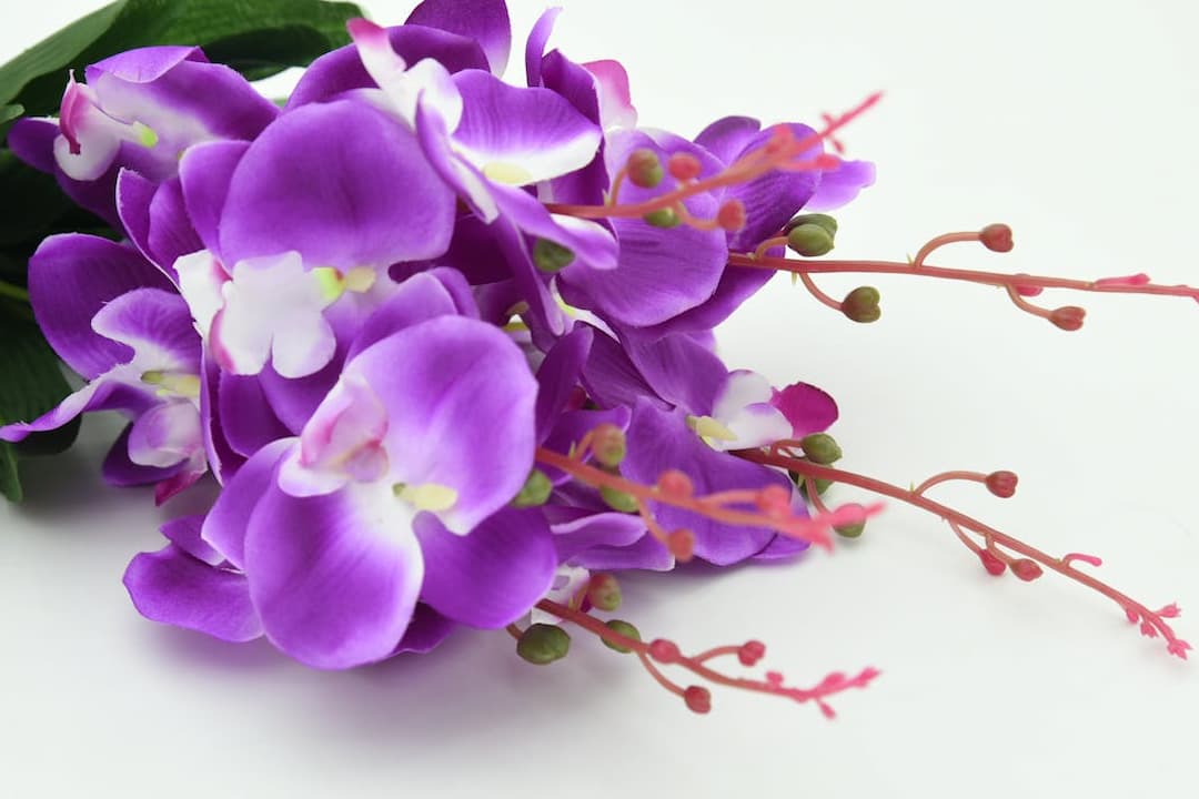 cluster of vibrant purple orchids with white centers, accented by pink-red sprigs with green buds, arranged against a white background