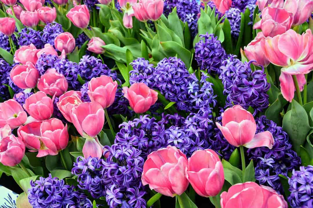 vibrant flower bed filled with pink tulips and purple hyacinths, surrounded by green leave