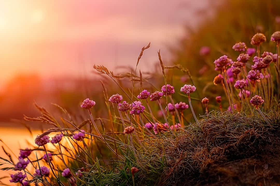 dahlias with small round pink blooms growing on a grassy slope, glowing in the warm light of a sunset near a body of water