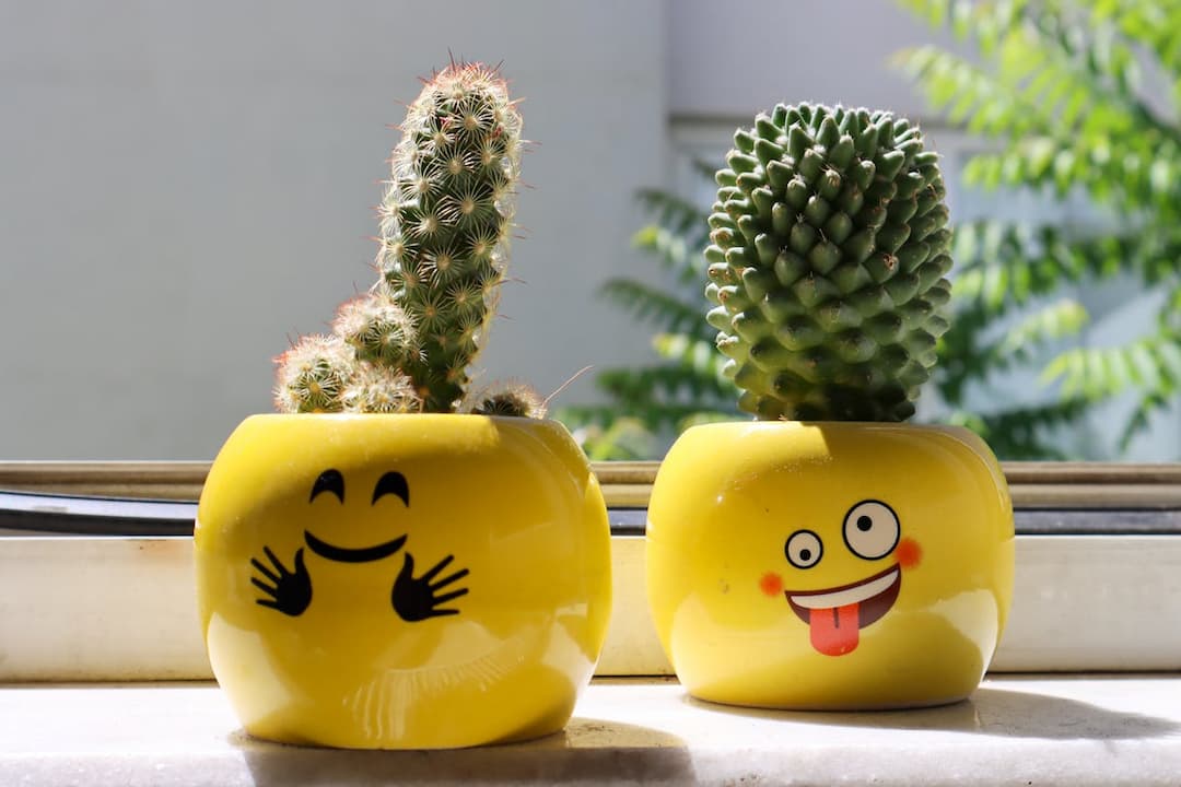 two cacti in bright yellow emoji face pots, one with hugging smiley, the other with silly face, placed on a sunny windowsill with leafy background