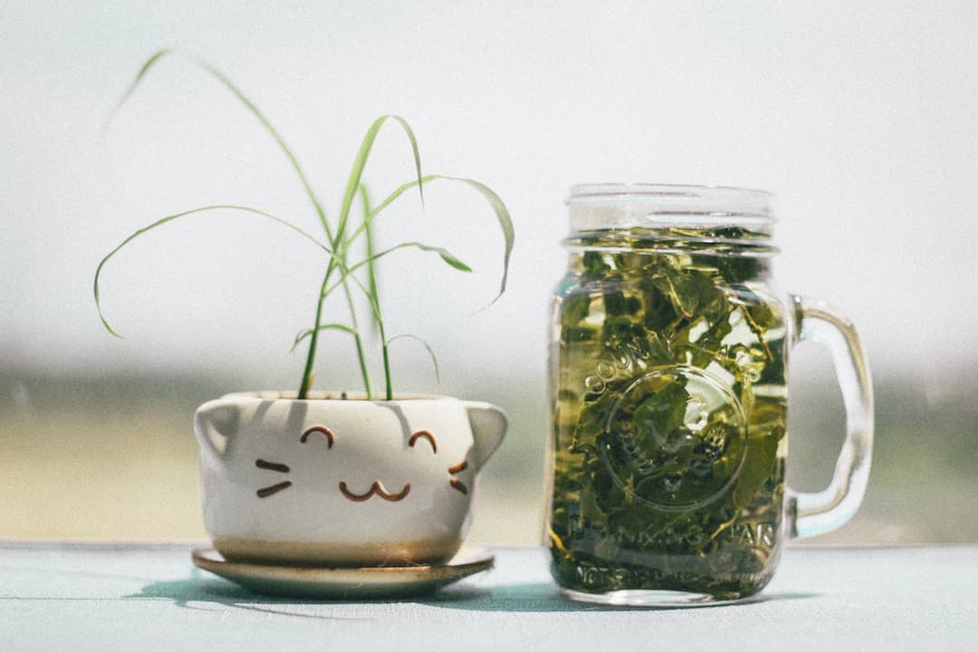 Small plant in a white cat-face ceramic pot, next to a mason jar filled with green herbs and water, placed on a light surface with a blurred outdoor background