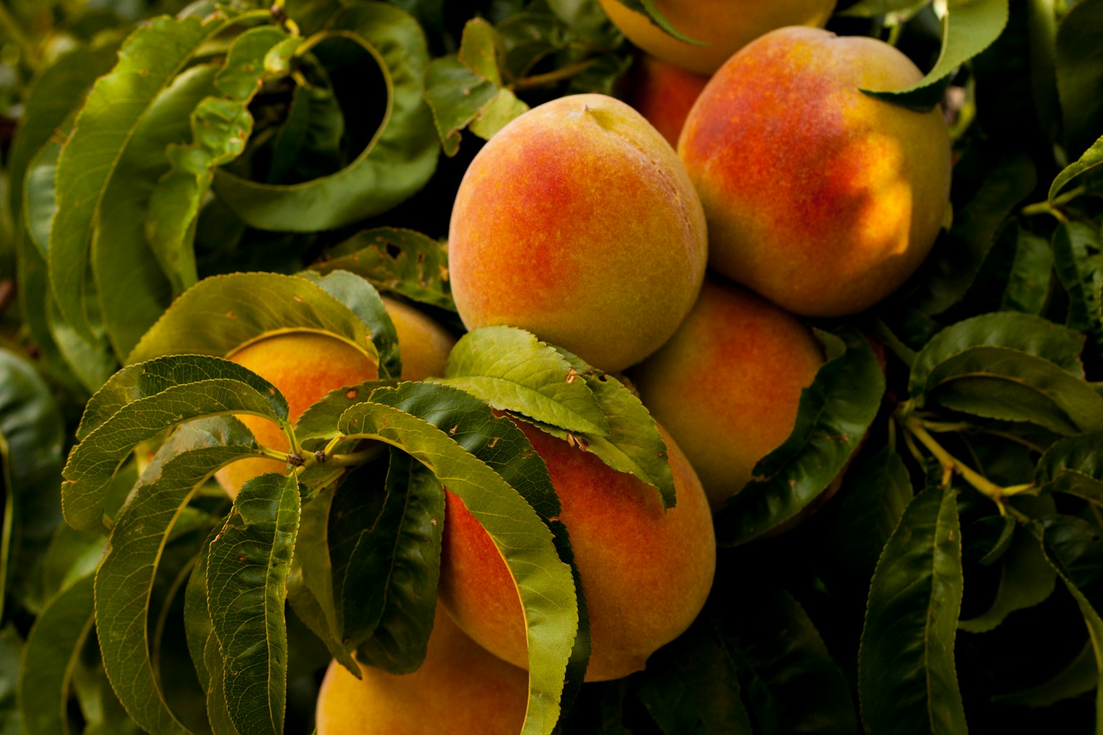 6 Fruit Trees That Actually Prefer Being Planted in Late Fall