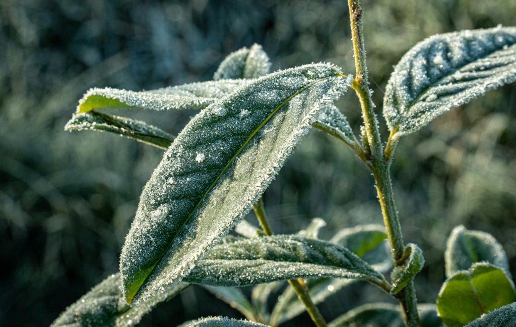 Detailed close-up of frost-covered leaves showcasing nature's winter beauty.