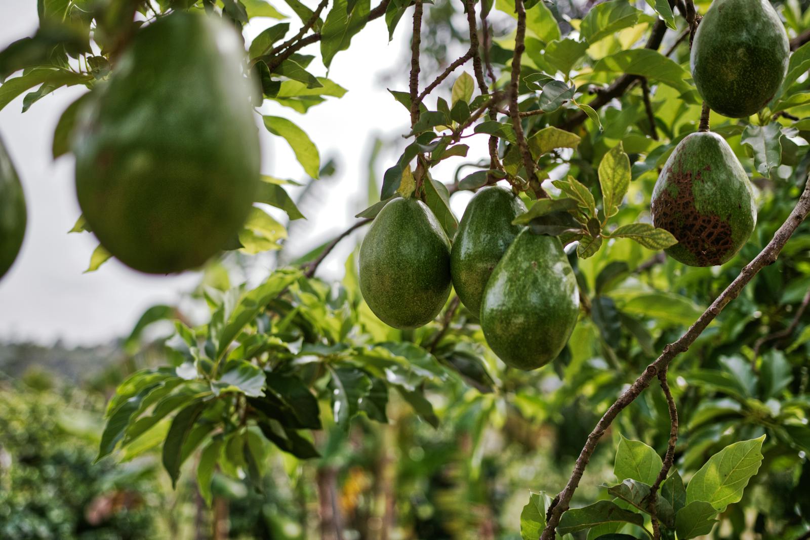 Which U.S. State Grows the Most Avocados? Surprising Insights