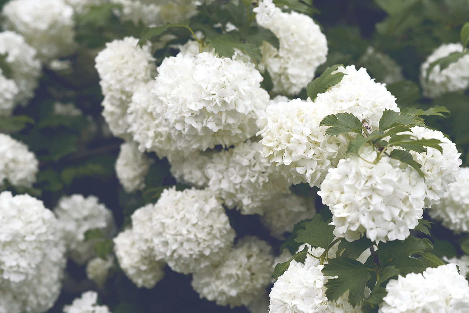 Bring Your Overgrown Hydrangeas Back to Life