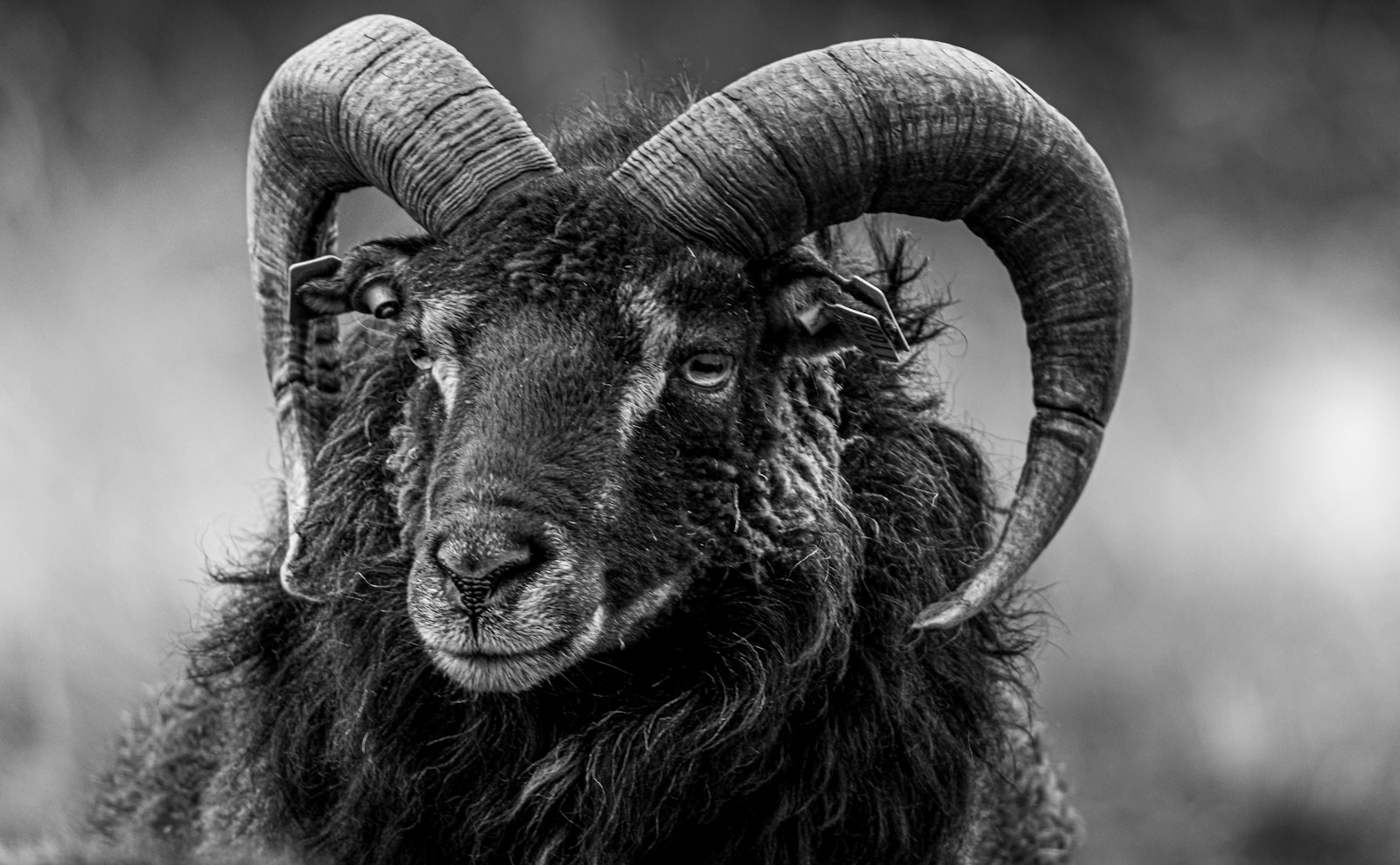 6 Heartbreaking Reasons Families Create a “Black Sheep”