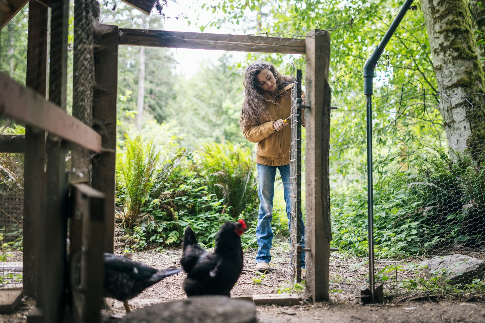 Girl opening chicken coop door with hens nearby