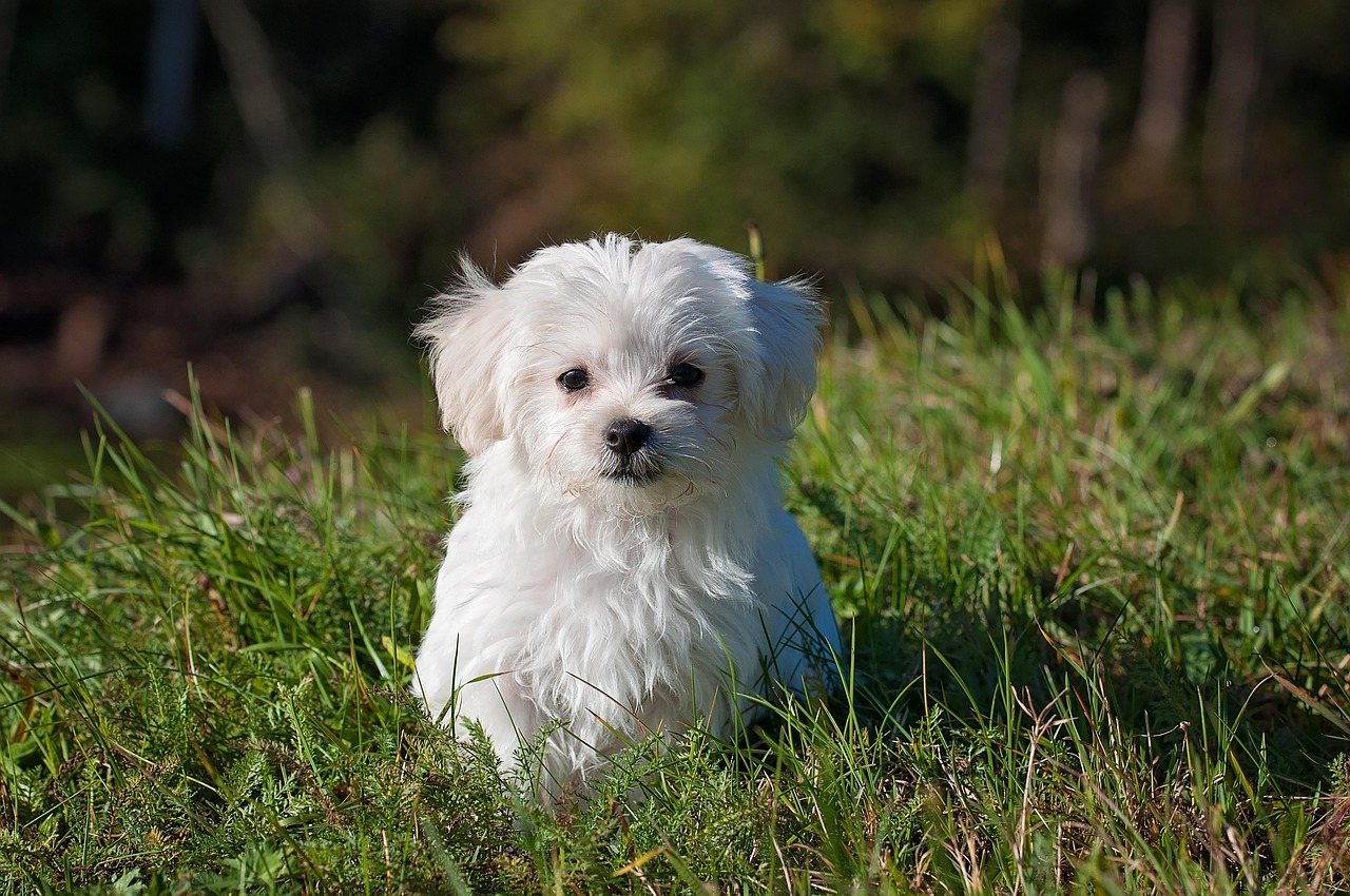 maltese, dog, puppy, small dog, white dog, young, pet, animal, young dog, domestic dog, canine, mammal, cute, adorable, meadow, outdoors, portrait, nature, animal portrait