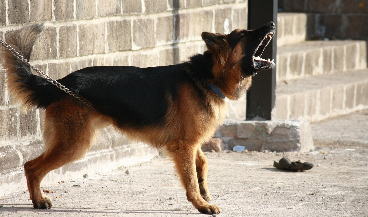 german shepherd, dog, barking, guard, alert, warning, chained, standing, domestic, breed, animal, pet