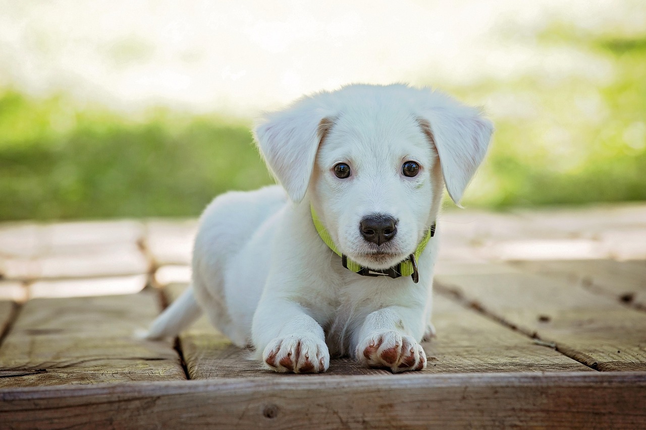 puppy, dog, pet, collar, nature, dog collar, white puppy, white dog, domestic, domestic dog, lying down, portrait, dog portrait, animal, cute, white, adorable, canine, doggy, looking