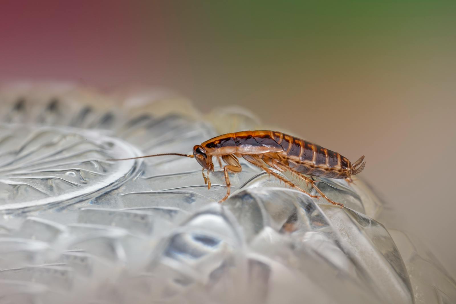 Macro shot of a cockroach on a textured glass surface, highlighting its detailed anatomy.