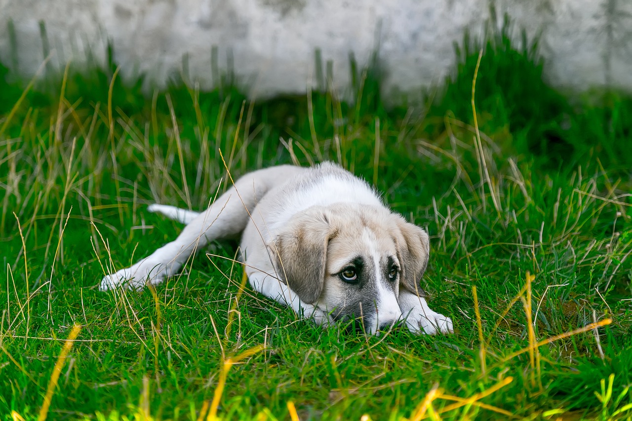 dog, pet, look at the dog, nose, the dog's nose, german boxer, lazy, rest, relax, end, relaxation, fur, dog eyes, concerns, blessing, boredom, frustration, white dog, dog ear, dog eye, worried, thoughtful, dog tired, pet dog, animal, sleeper, baby animal, sad, sweet, puppy, stray dog, brown, feeling, baby, guard dog, animal portrait, dog portrait, nature, harmless, waiting, dogs, sheepdog, stray dog, stray dog, stray dog, stray dog, stray dog