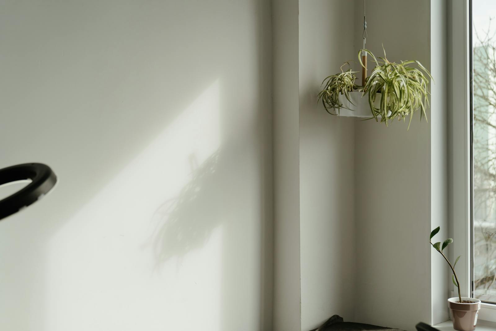 Sunlit room with a hanging plant casting a shadow, creating a serene and minimalist atmosphere.