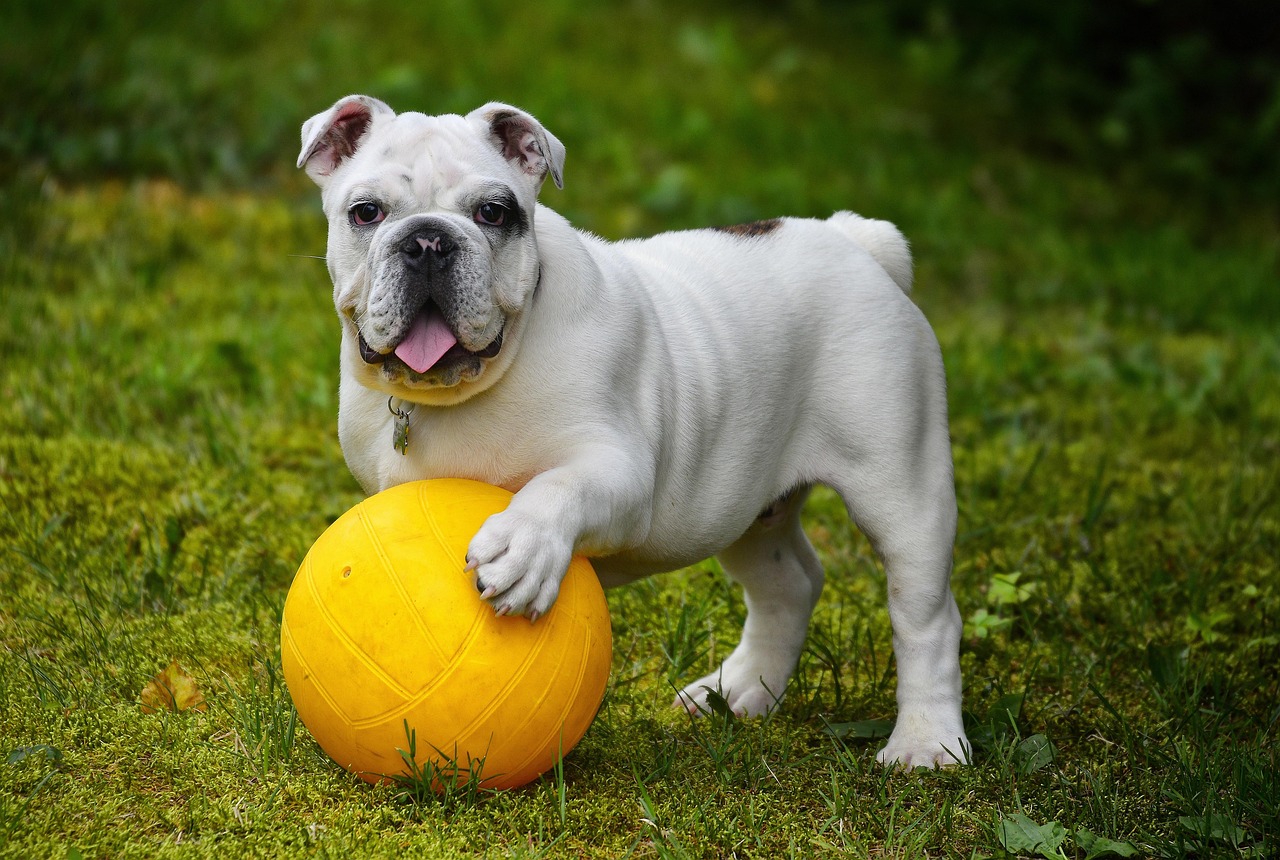 english bulldog, bulldog, ball, nature, dog, pet, white dog, canine, domestic, domestic dog, portrait, dog portrait, mammal, animal