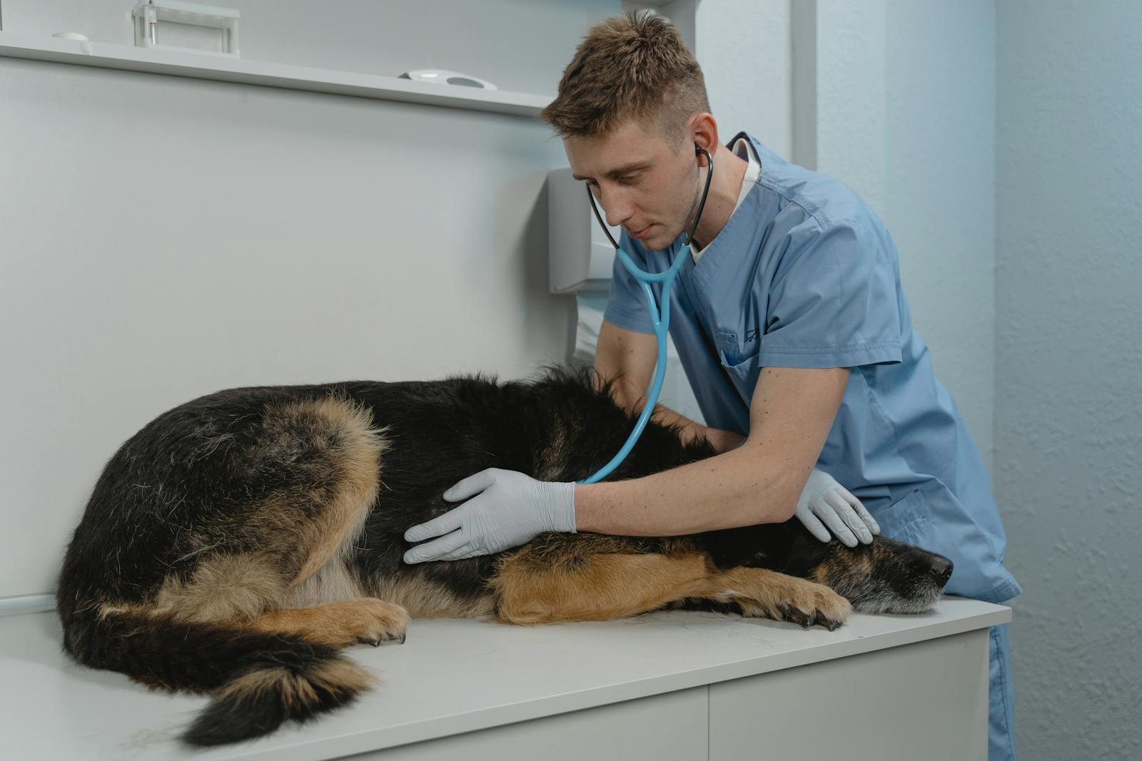 A veterinarian checks a German Shepherd's health using a stethoscope on a clinic table.