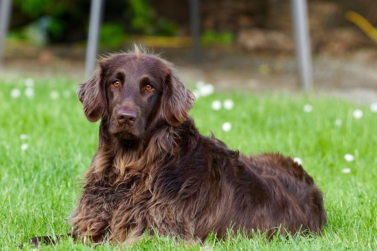 german longhaired pointer, dog, pet, dog breed, purebred, lying down, grass, brown dog, furry dog, animal, nature, outdoors, portrait, dog portrait, dog, dog, dog, dog, dog