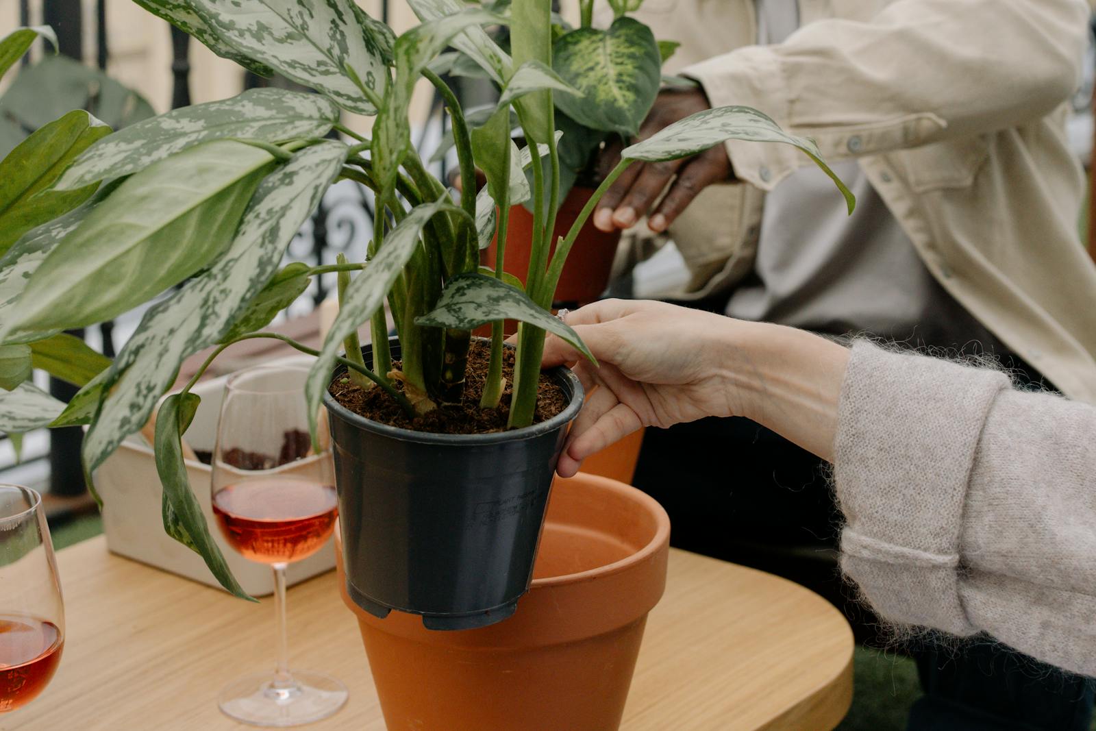 Two people potting aglaonema plants indoors, surrounded by pots and glasses of wine on a table.