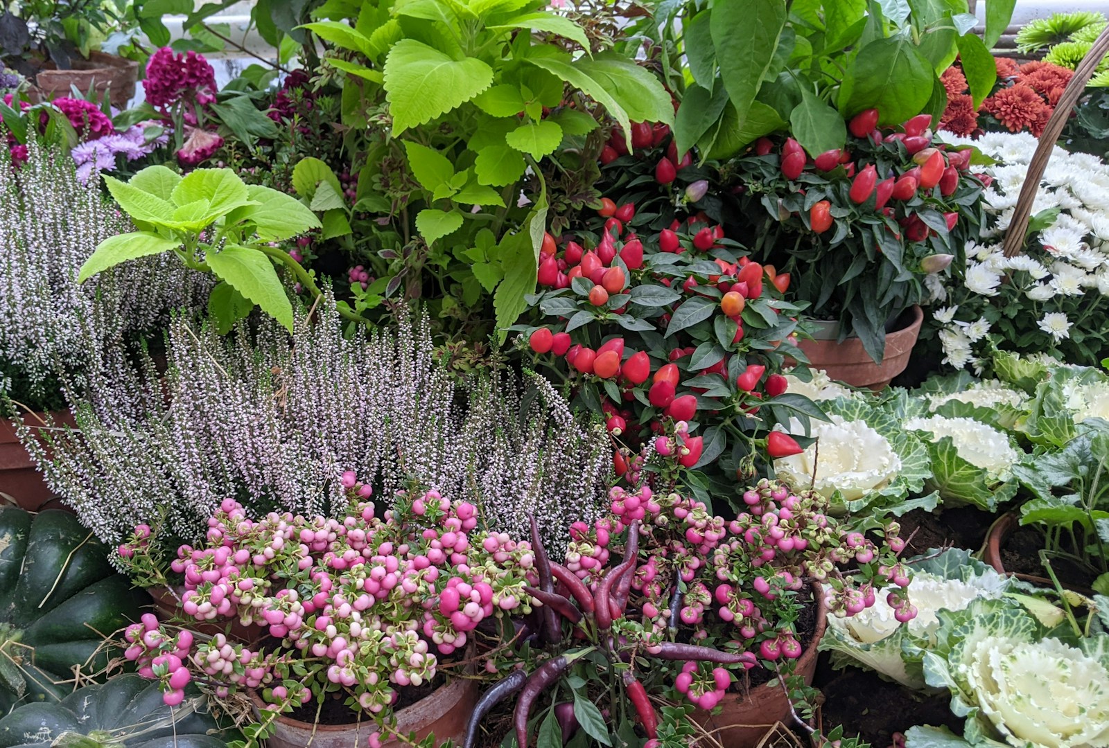 a group of plants with flowers