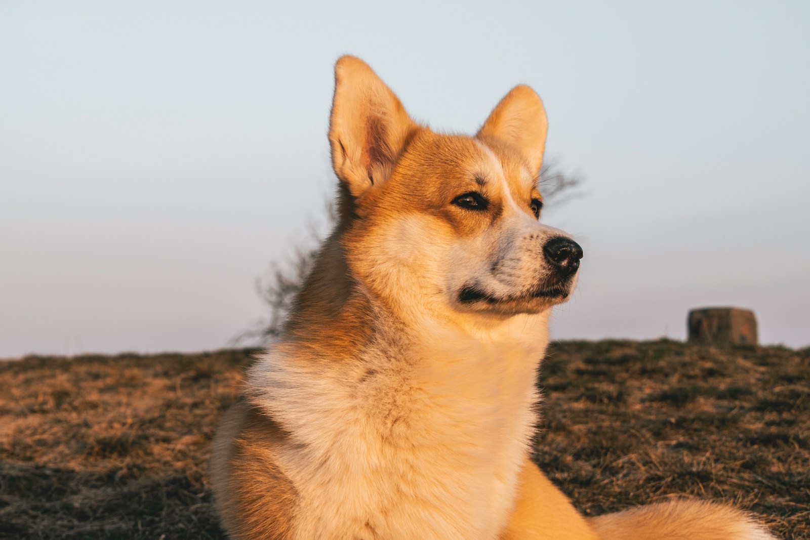 a brown and white dog sitting on top of a grass covered field