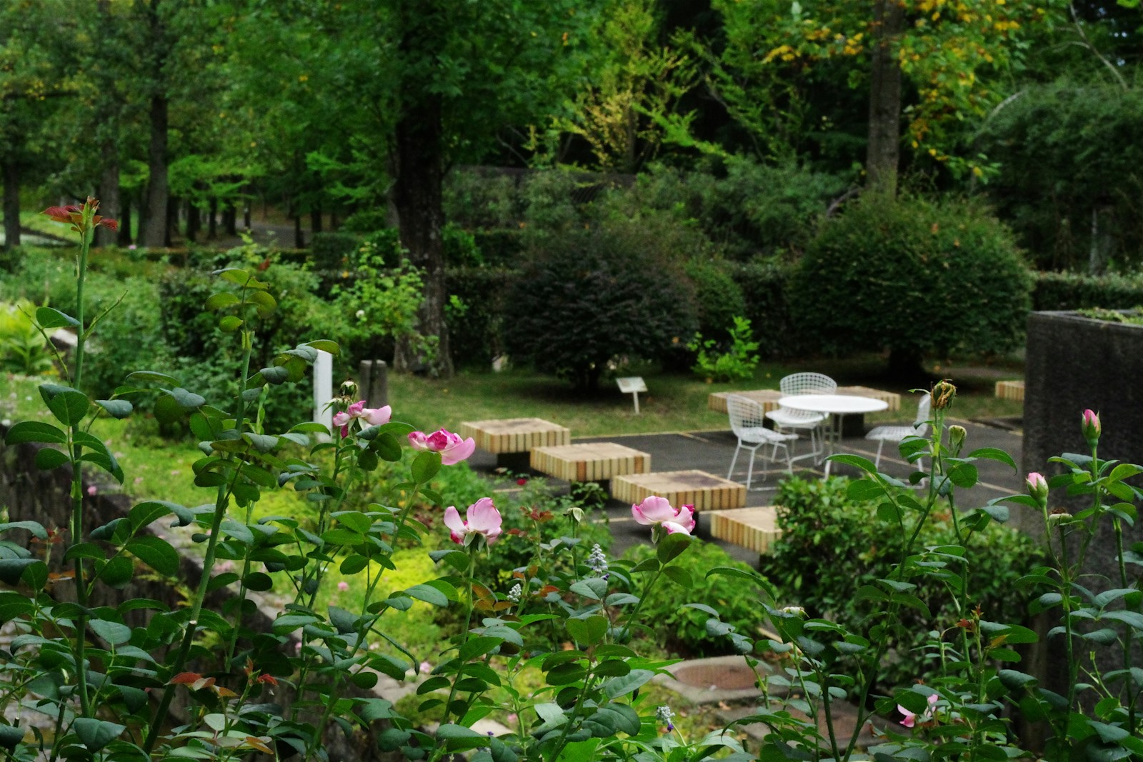 A garden filled with lots of green plants