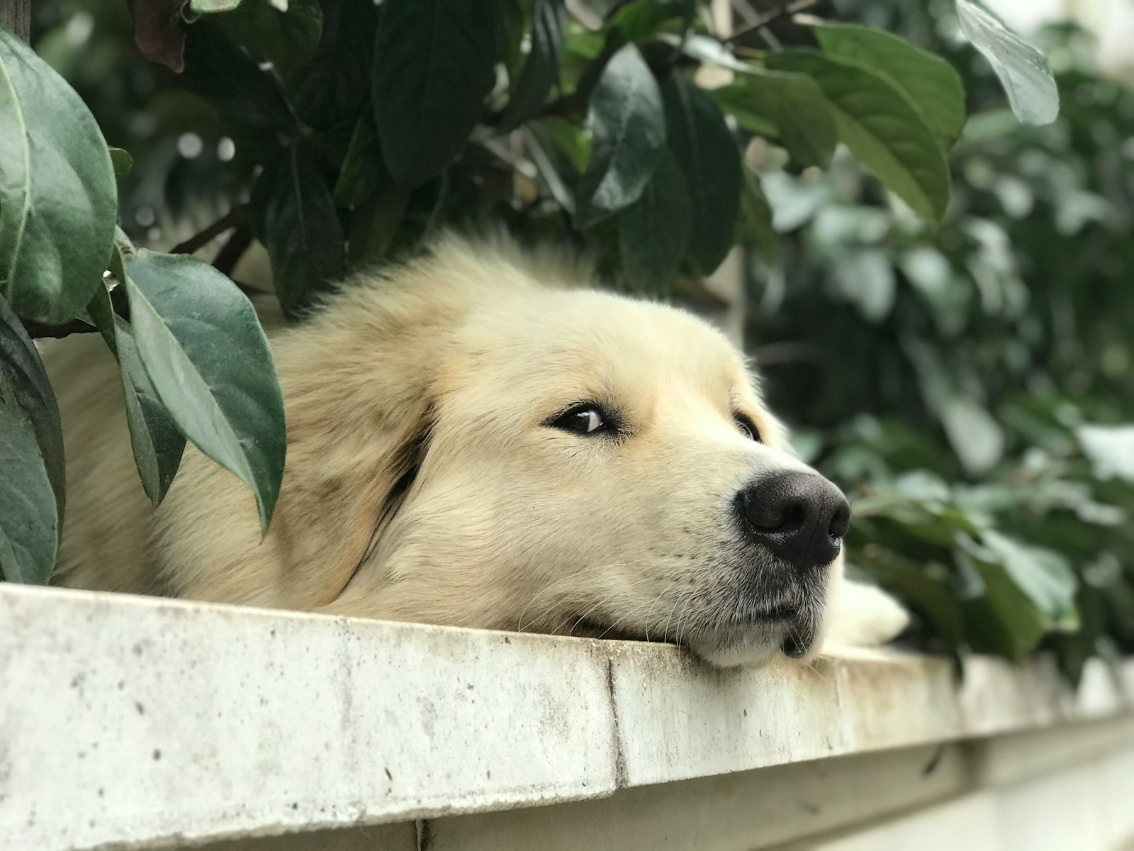 white long coated dog lying on white concrete wall during daytime