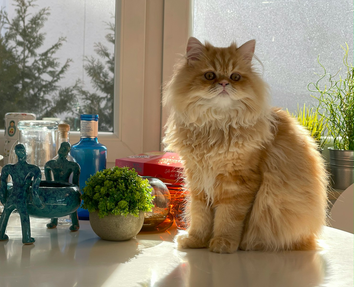 A cat sitting on a counter next to a potted plant
