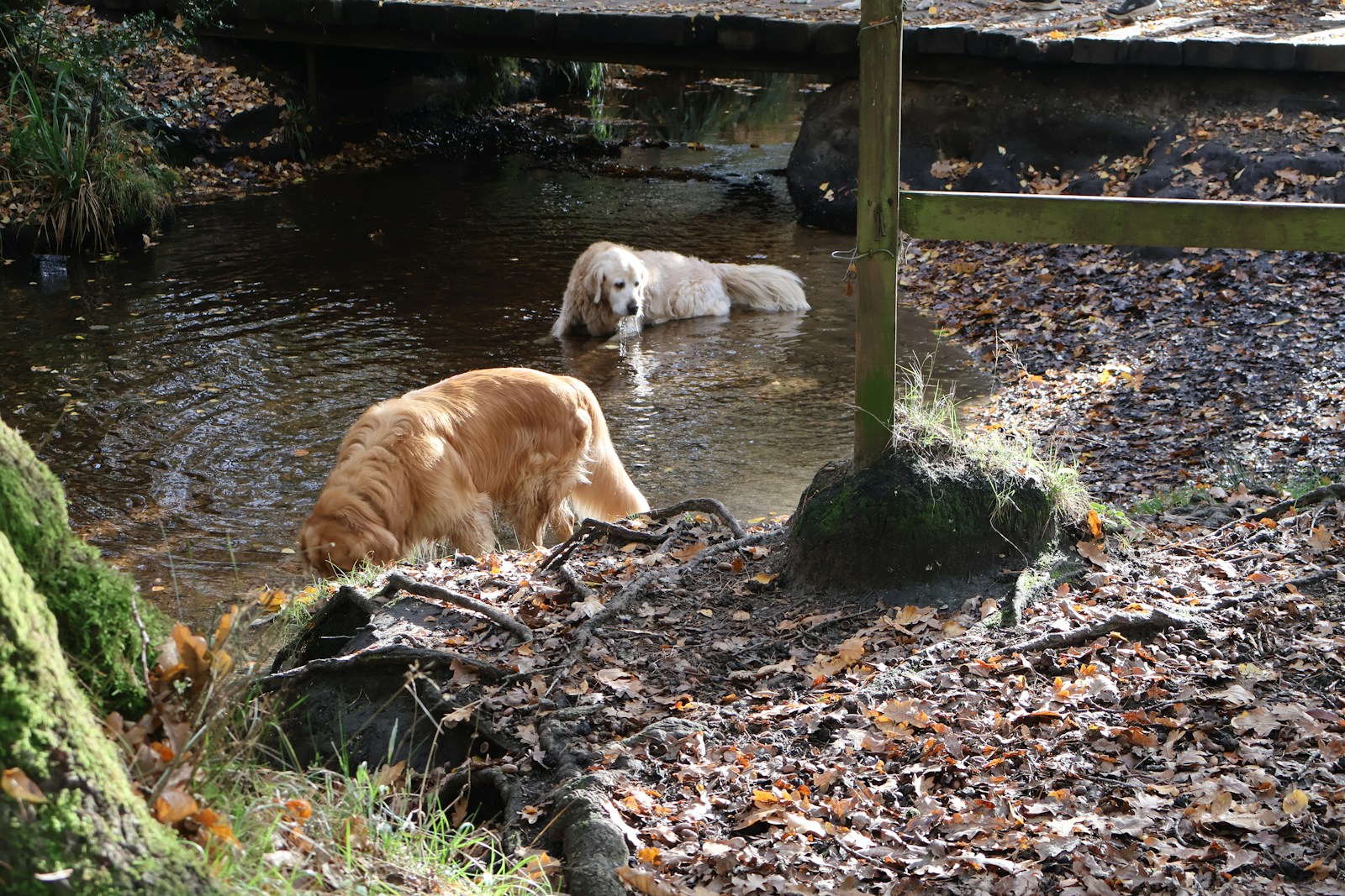 Two golden retrievers wading in a shallow stream.