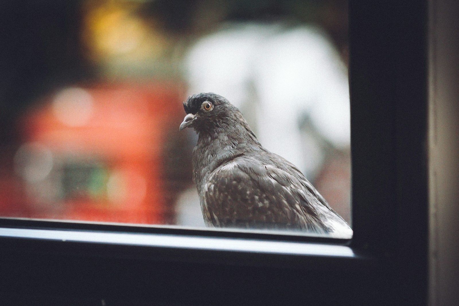black and white bird on black surface