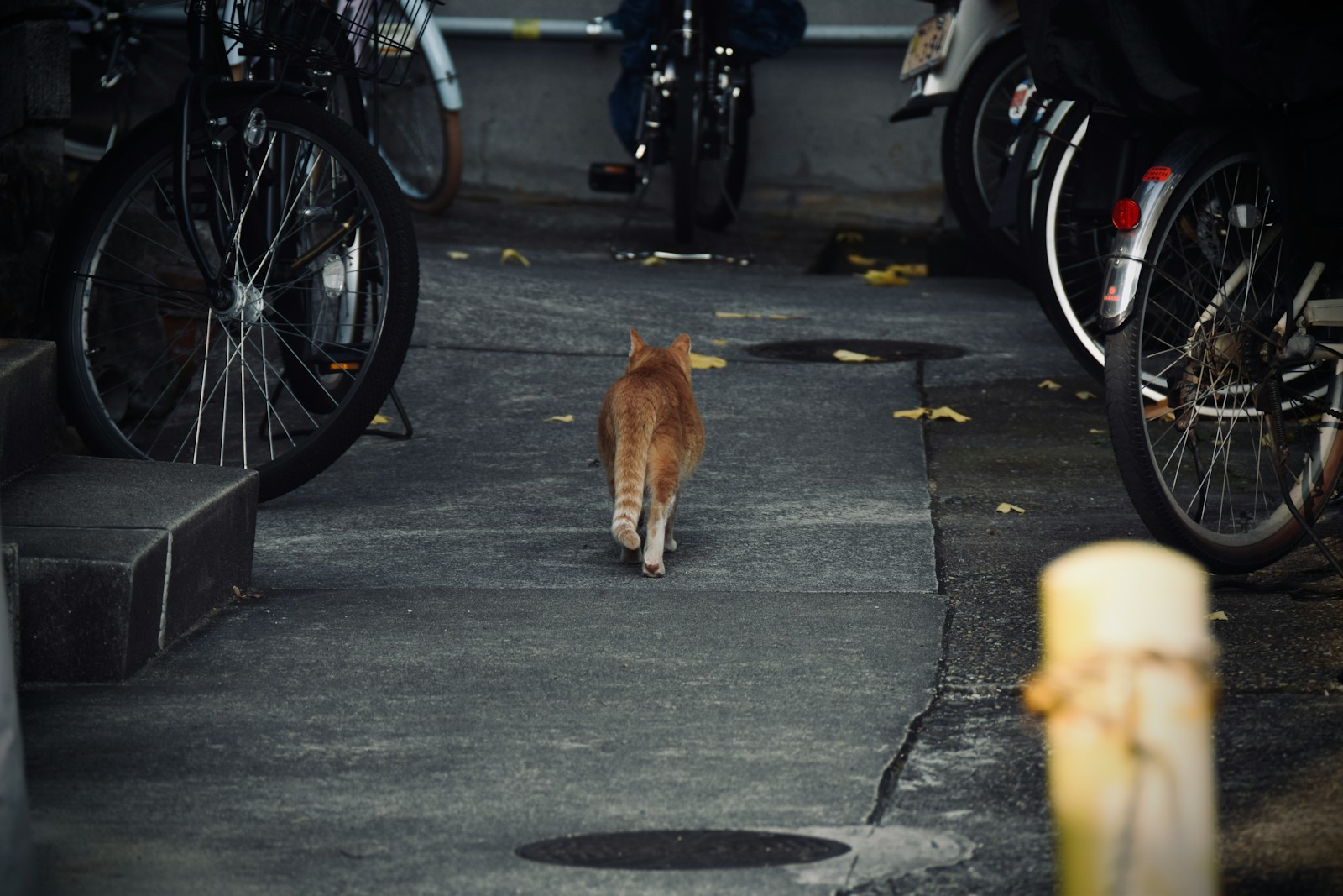 Ginger cat walking away between parked bicycles