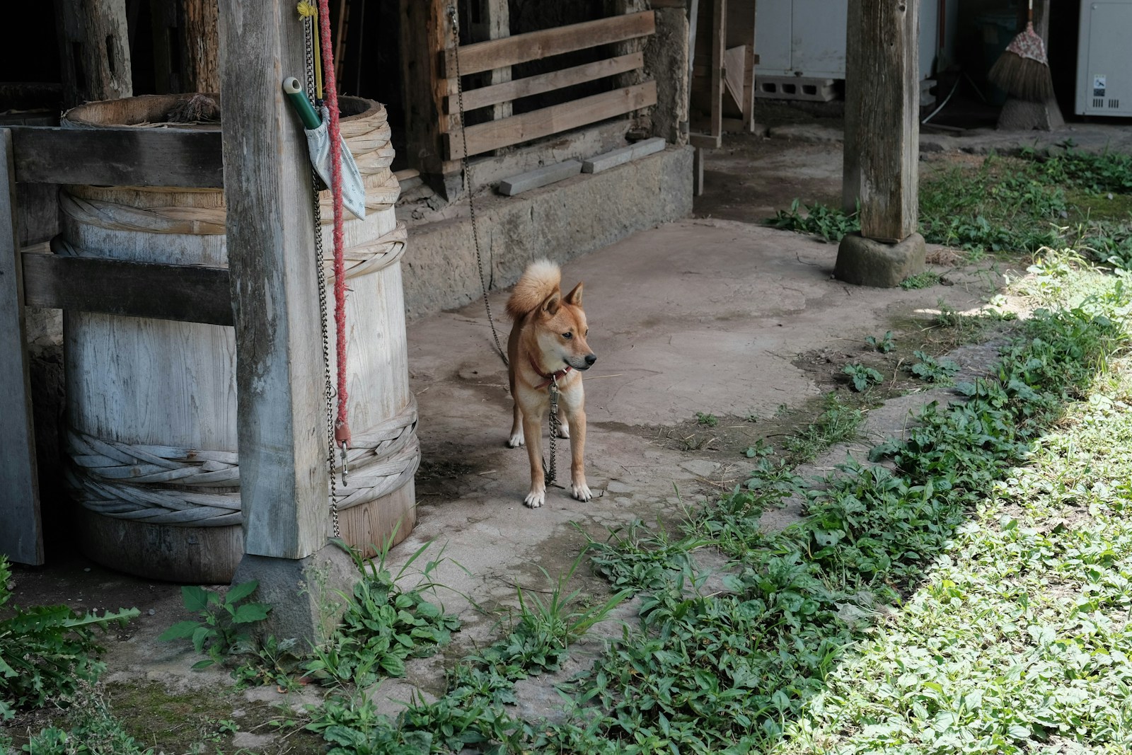 a dog standing in front of a wooden building