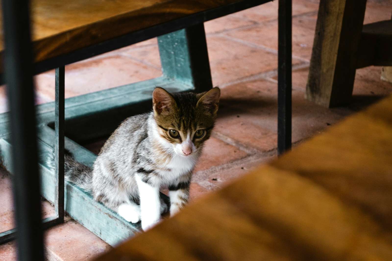 brown tabby cat on brown wooden table