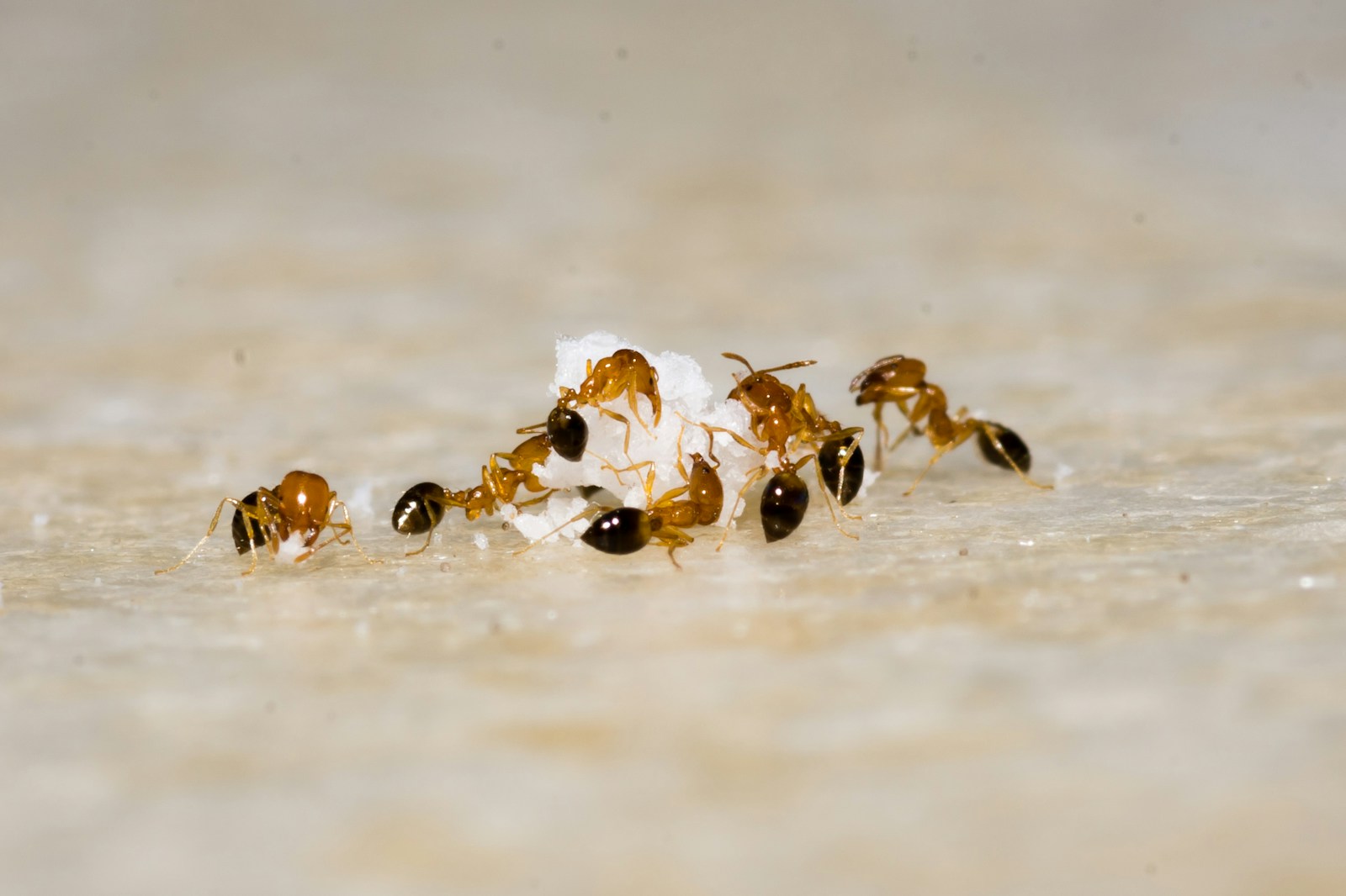 brown and black fire ant on brown sand during daytime