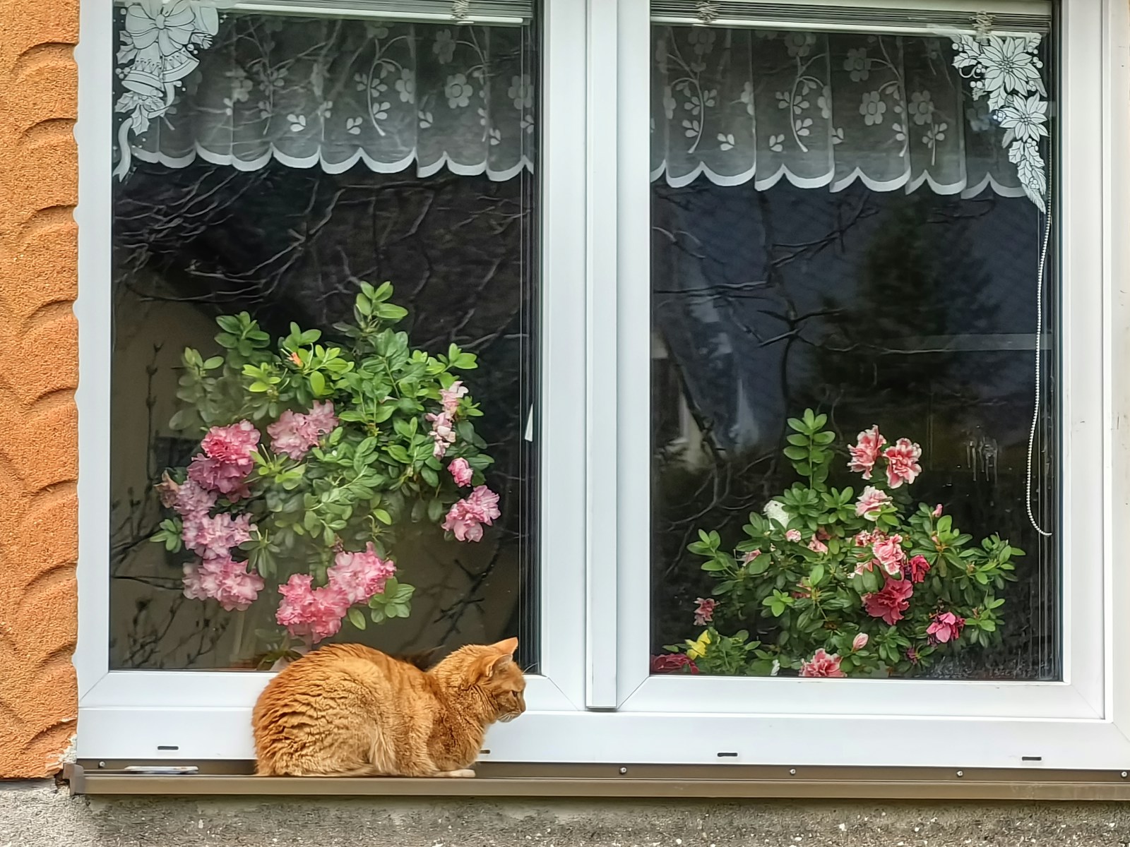 a cat sitting on a window sill looking out the window