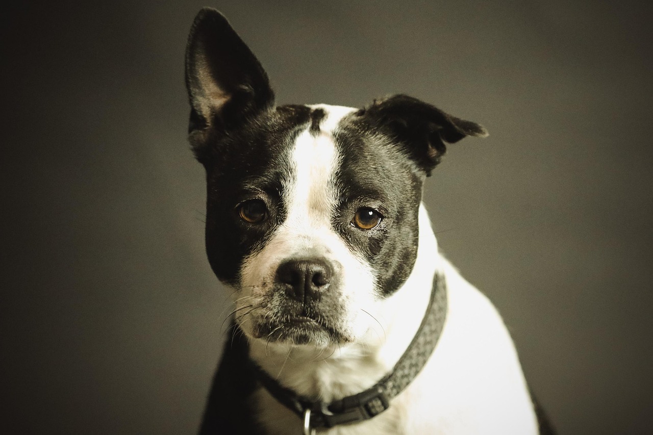 dog, pet, nature, collar, dog collar, domestic, domestic dog, black and white dog, canine, portrait, dog portrait, mammal, animal, purebred