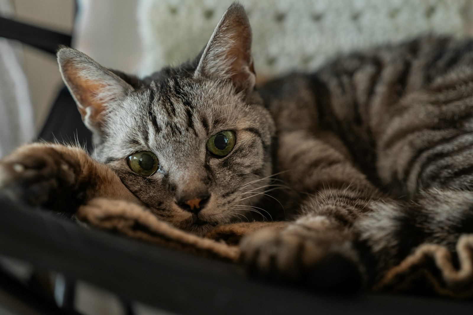 A tabby cat rests on a chair.