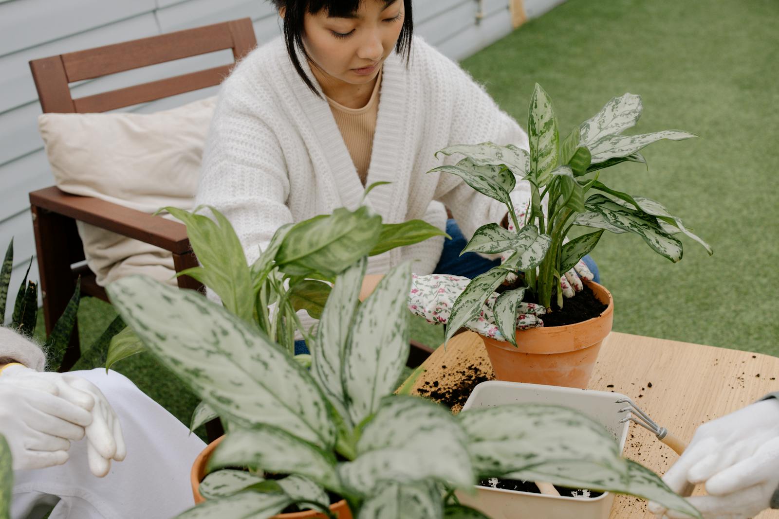 Asian woman planting houseplants indoors, focused on gardening.