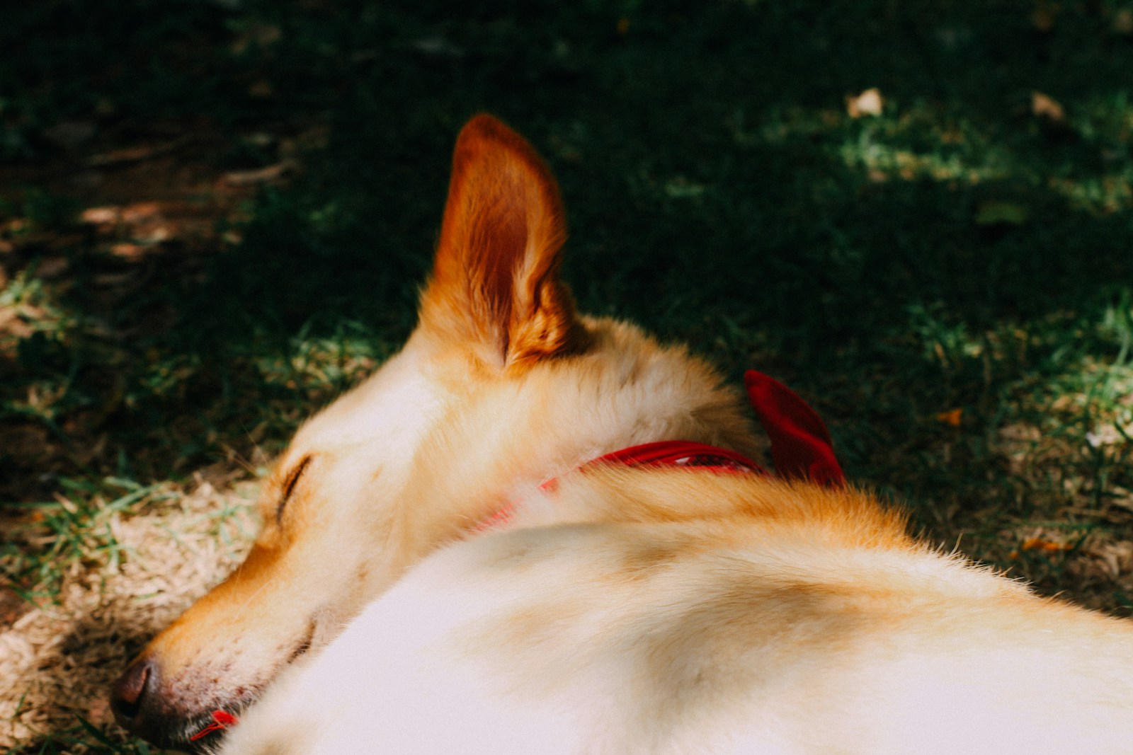 FedEx Worker Throws Heavy Crate Onto Woman’s Dog — Leaving It Unable to Walk