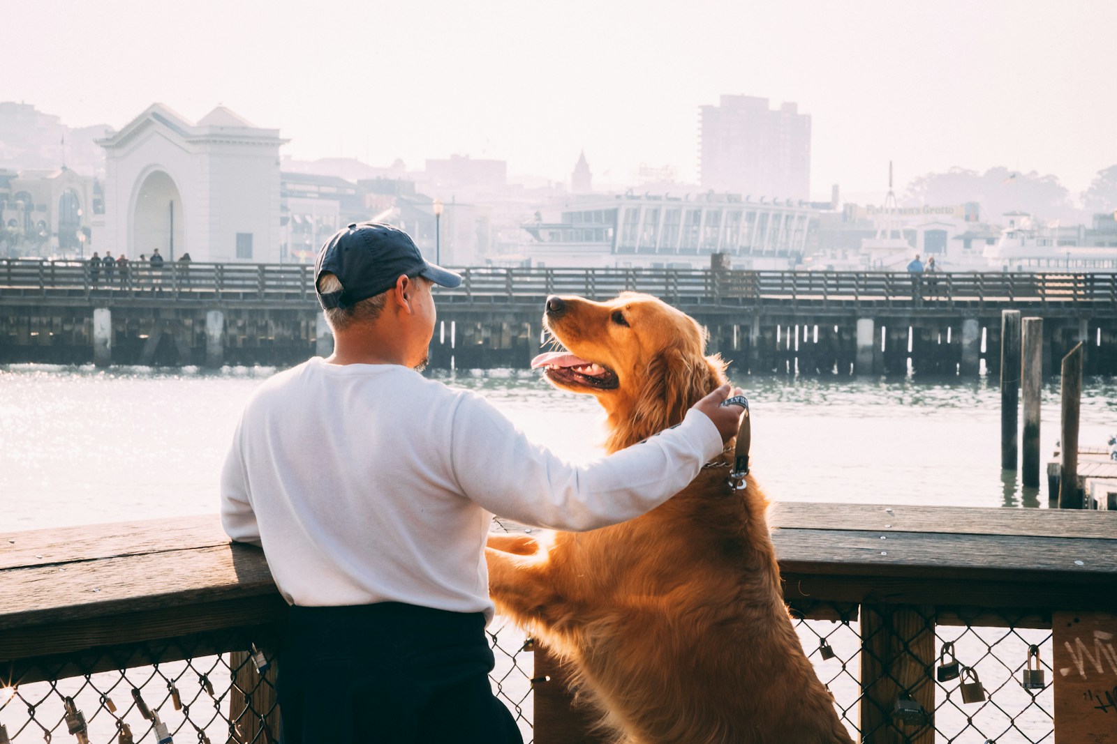 man standing near Golden Labrador retriever viewing bridge and high-rise buildings