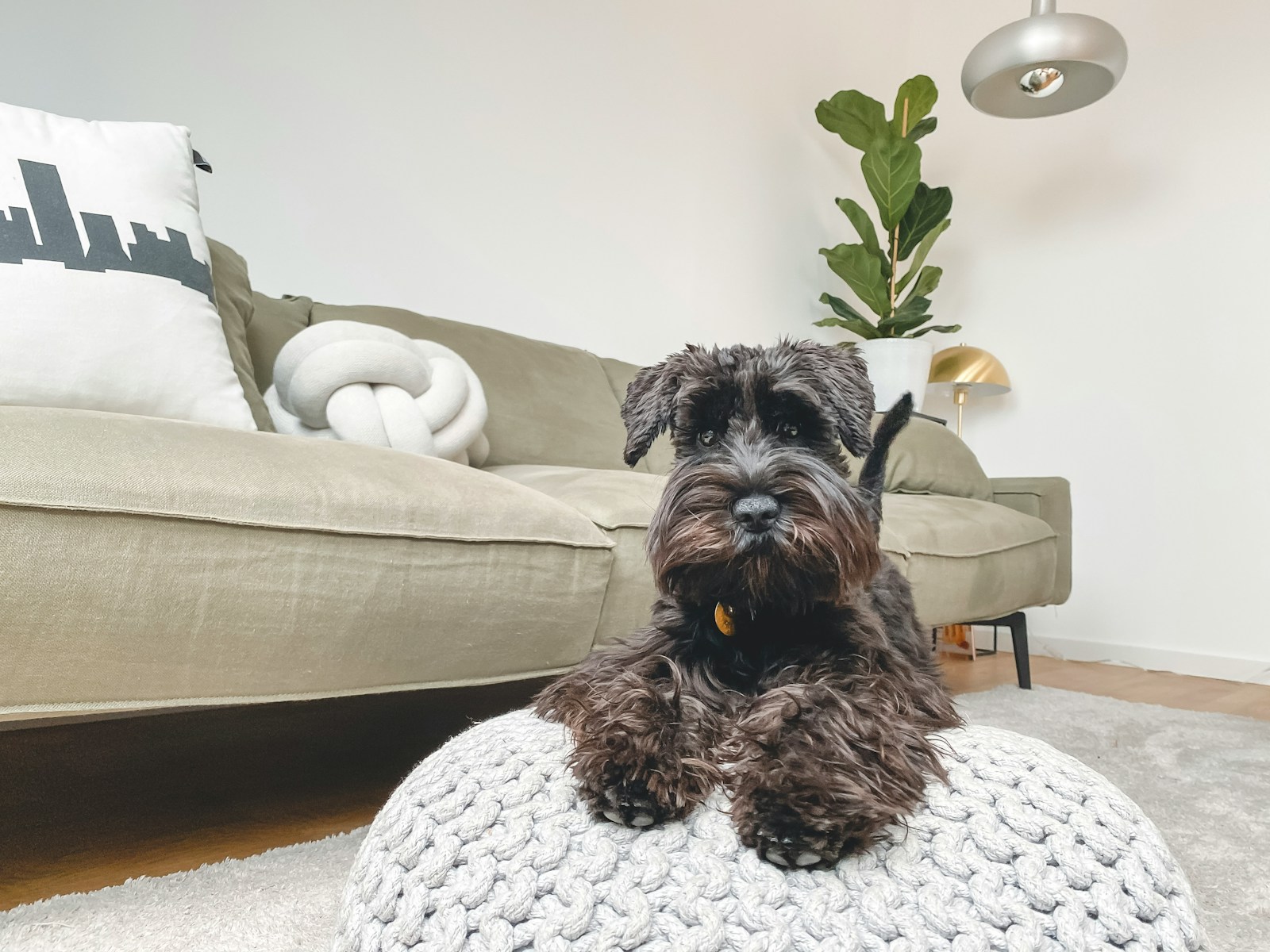 black long coated small dog on white and gray checkered armchair