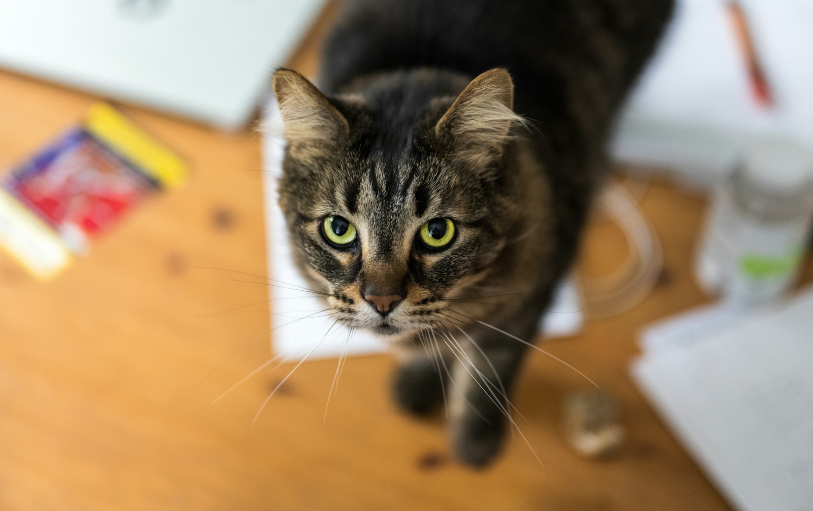 A tabby cat with green eyes looks up.