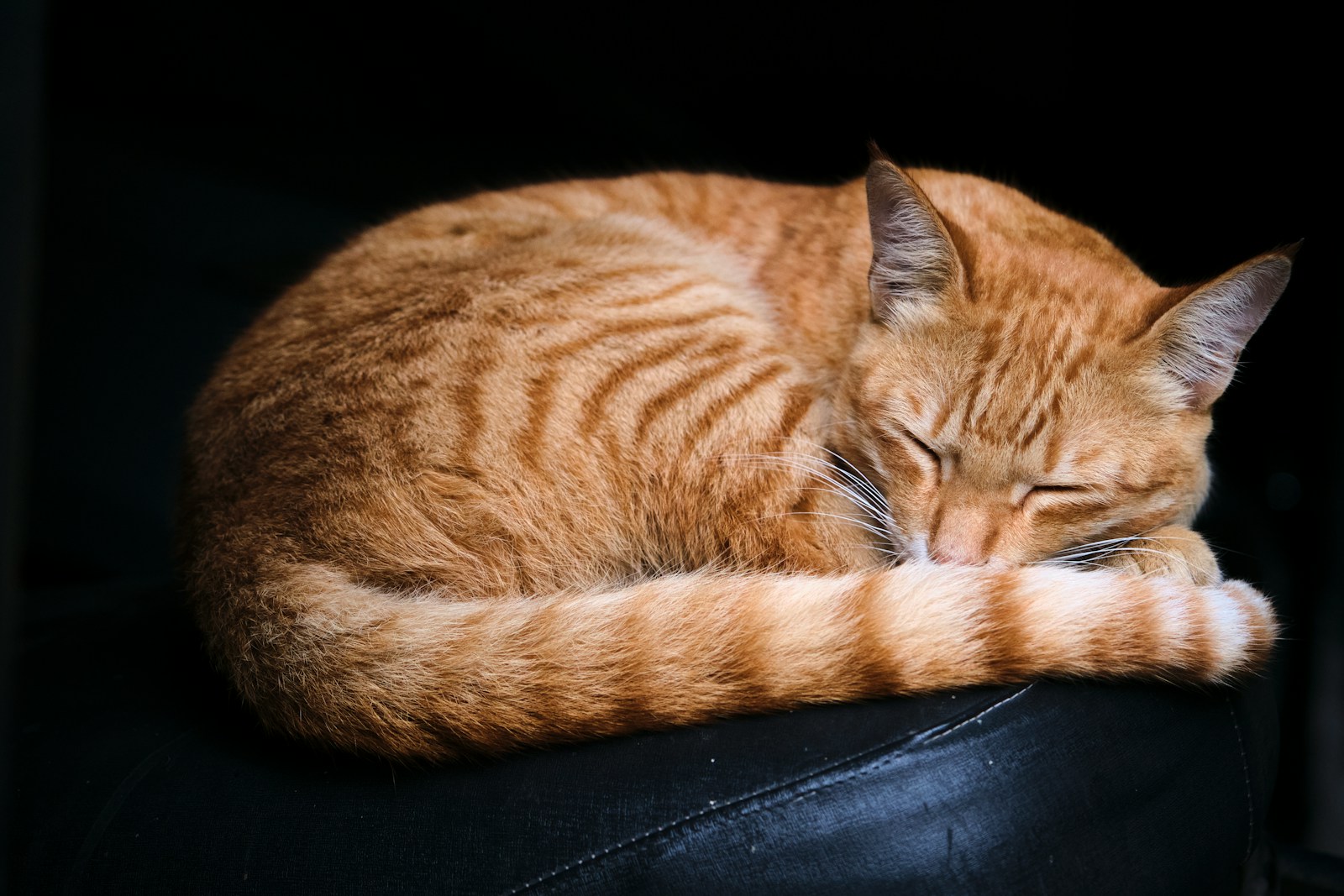 orange tabby cat lying on black leather textile
