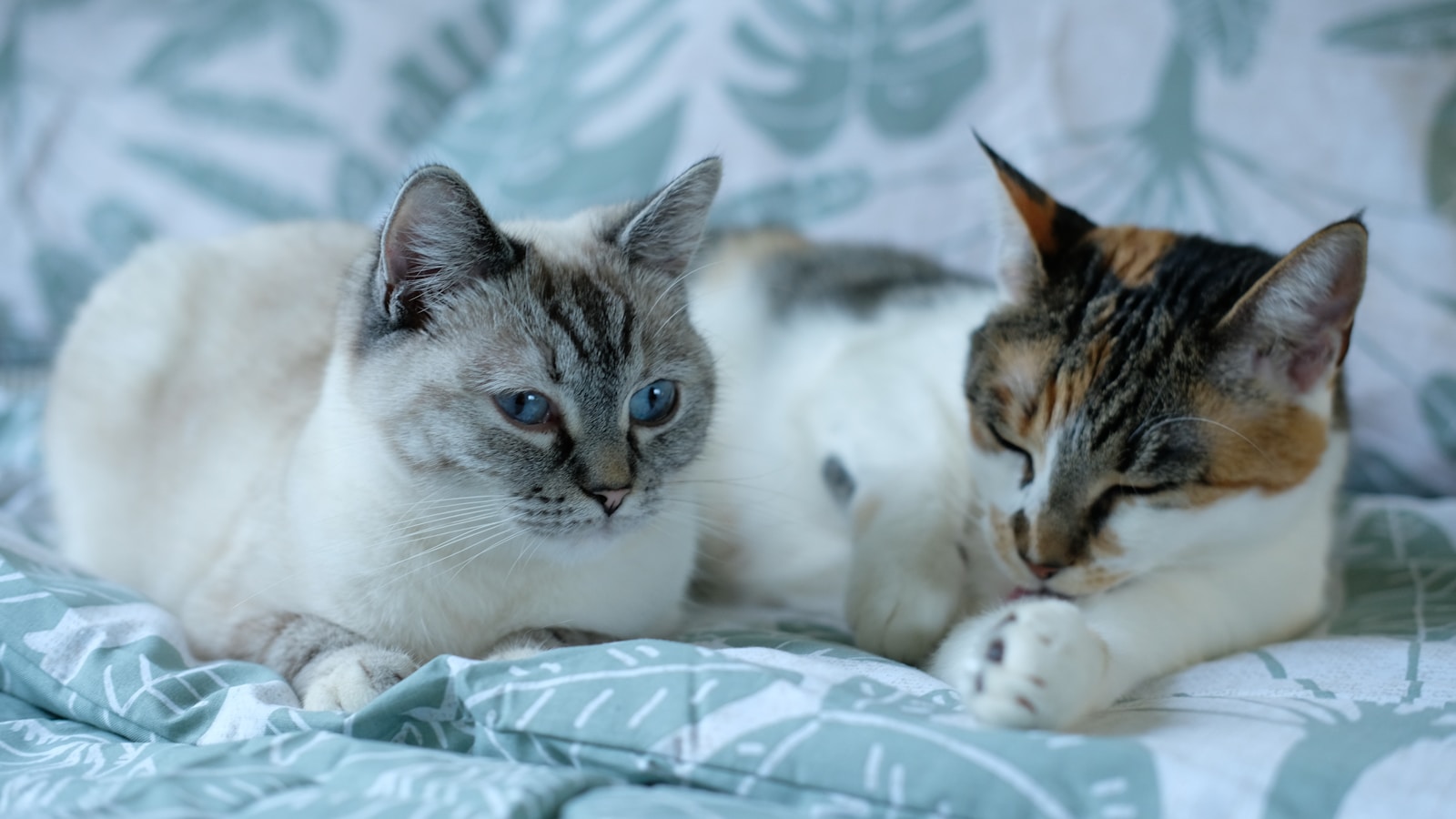 A couple of cats laying on top of a bed
