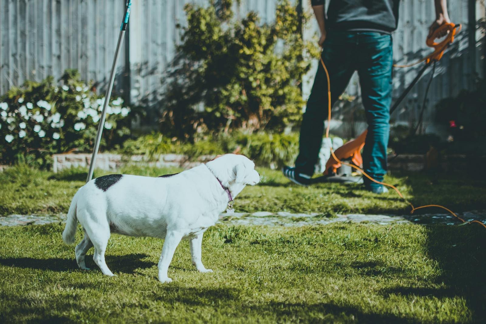 A white dog stands alert in a garden while a person mows the lawn on a sunny day.