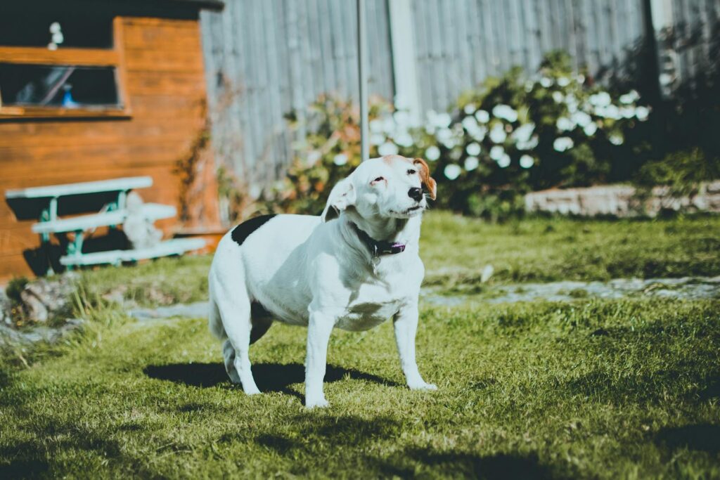 Cute white and black dog with brown face enjoying the sunny backyard.