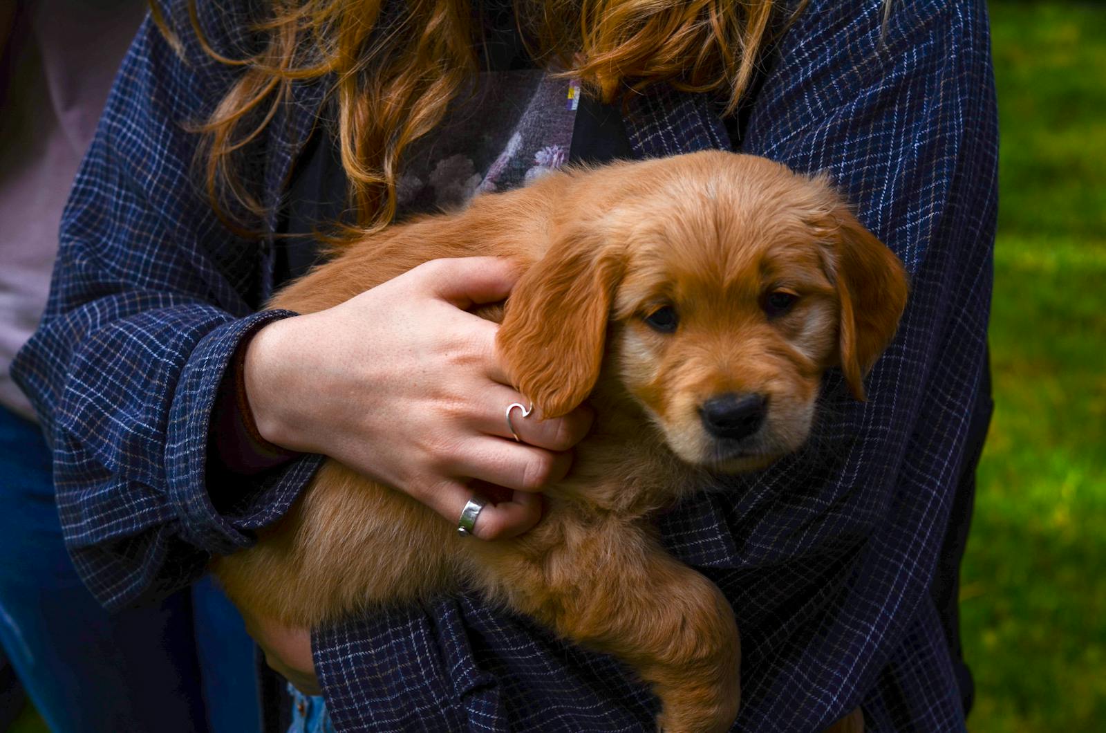Charming image of a woman lovingly cradling a golden retriever puppy in a sunny outdoor setting.